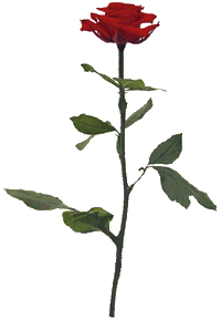 enkelt rose som skifter farve (19 KB)