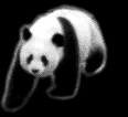 panda (48382 bytes)